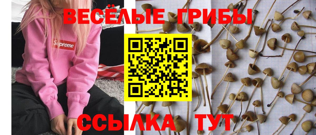 Галлюциногенные грибы мухоморы Подольск